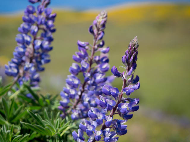 Wild Flowers, The Dalles, Oregon